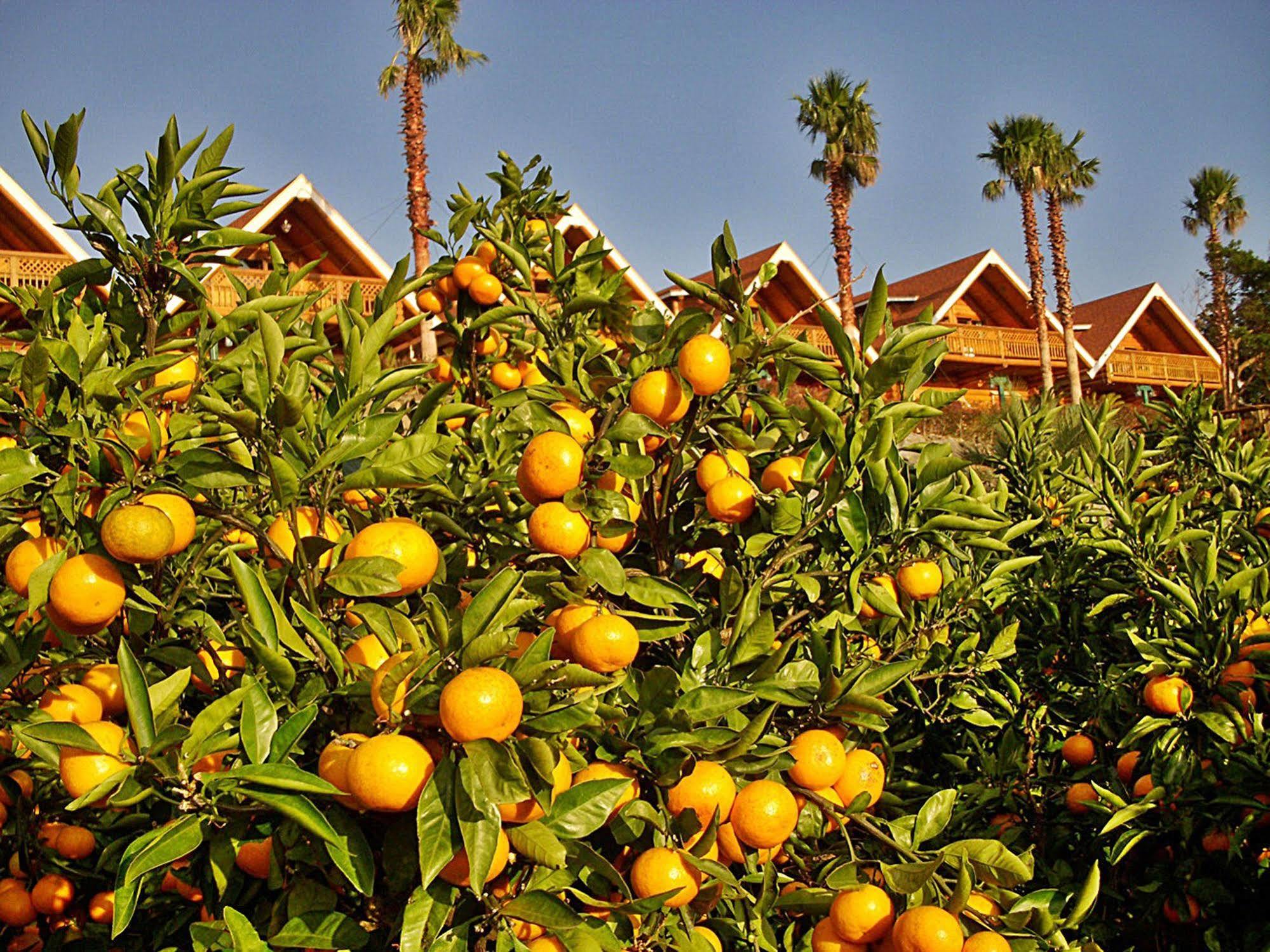 Jungmun Log Pension&Resort Seogwipo Bagian luar foto